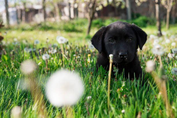 istock A beautiful little black puppy Labrador retriever 1219792313