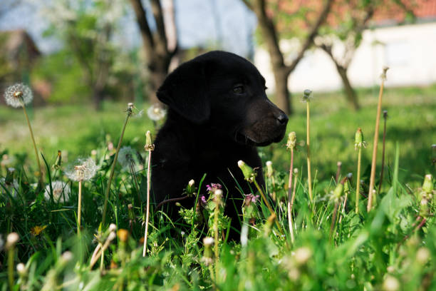 istock A beautiful little black puppy Labrador retriever 1219792314