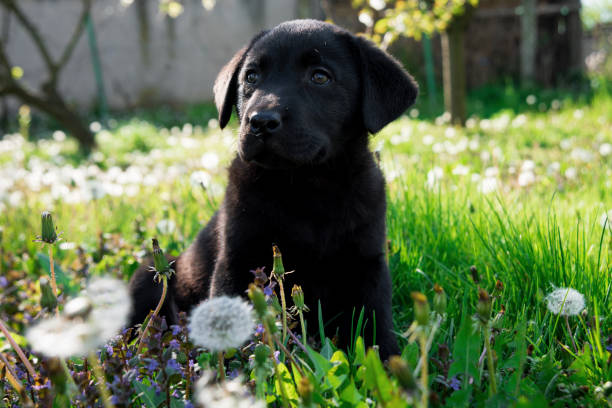 istock A beautiful little black puppy Labrador retriever 1219792319