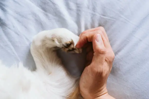 Photo of unrecognizable woman and dog at home making a heart shape with hand and paw. Love concept