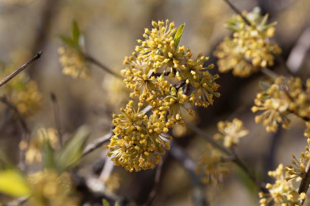 istock Flower of a Cornelian cherry, Cornus mas 1219793242