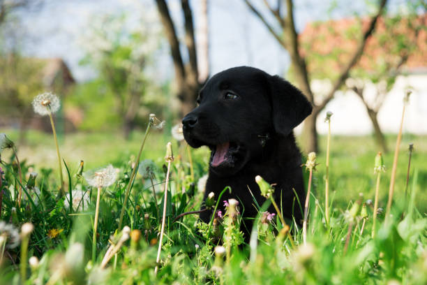 istock A beautiful little black puppy Labrador retriever 1219793437