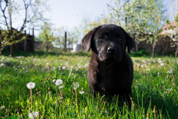 istock A beautiful little black puppy Labrador retriever 1219793823