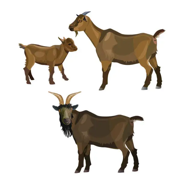 Vector illustration of Goat family. Buck, nanny and kid. Vector illustration