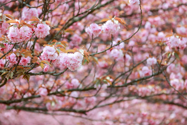 istock blossom of cherry tree in Japan 1219795036