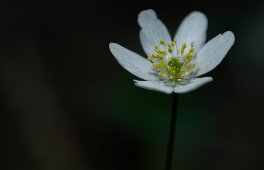 Single flowering plant in bloom in the garden