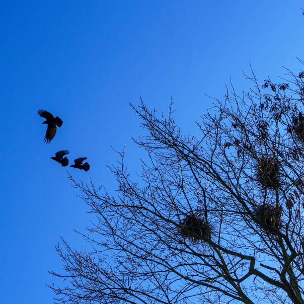 istock Crows making nests in trees in early April. Ornithology concept. Classic blue sky background. 1219796163