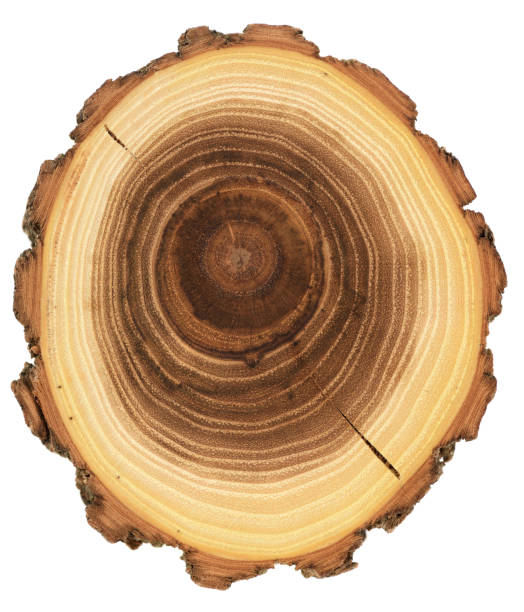 istock Wood slab unusual texture background. Acacia tree trunk slice with cracks, growth rings and bark isolated on white background 1219798331
