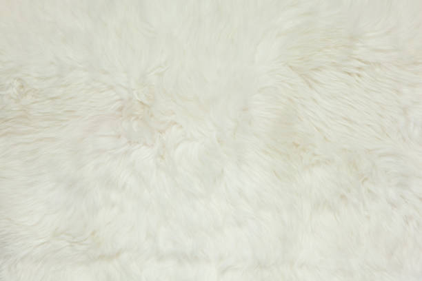 istock Abstract background, milk white fur carpet from sheepskin, copy space, flat lay. Horizontal. For social media. Trendy Interior detail concept. Scandinavian style 1219799781