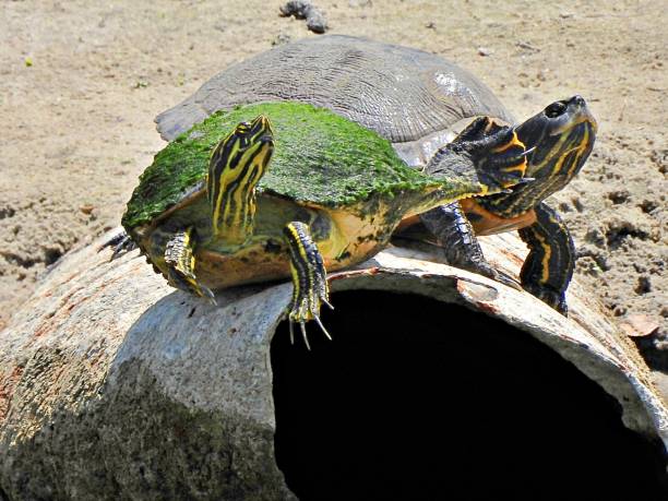 istock Florida Red-bellied Cooters (Pseudemys rubriventris) - resting on a metal drain pipepi 1219800569