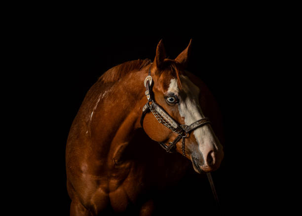 istock chesnut horse with white blaze on black 1219801865