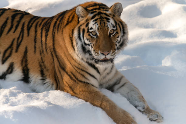 istock Tiger laying in the snow 1219803036