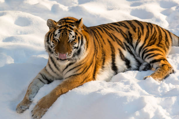 Tiger laying in the snow
