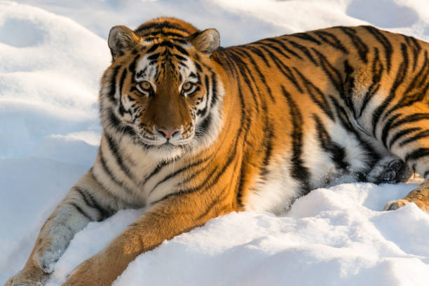 istock Tiger laying in the snow 1219803105