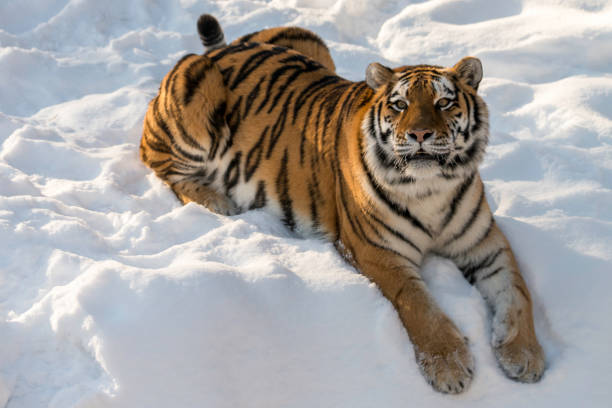 istock Tiger laying in the snow 1219803111