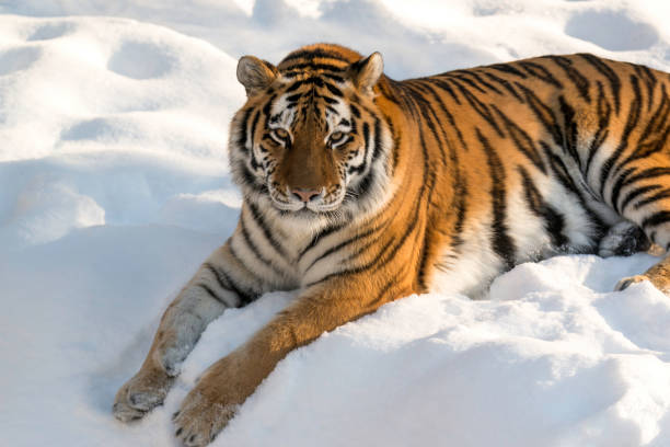 istock Siberian tiger in the snow 1219803159