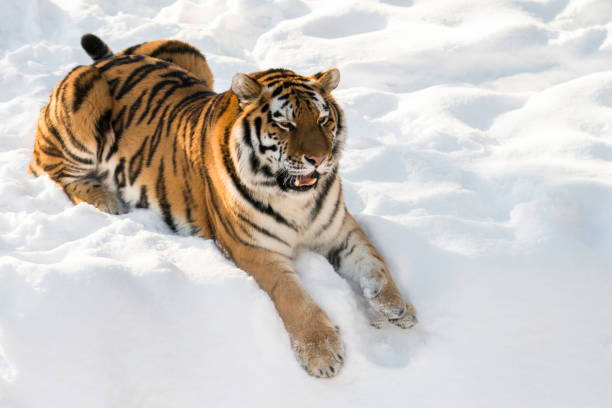 istock Tiger in snow showing his teeth 1219803198