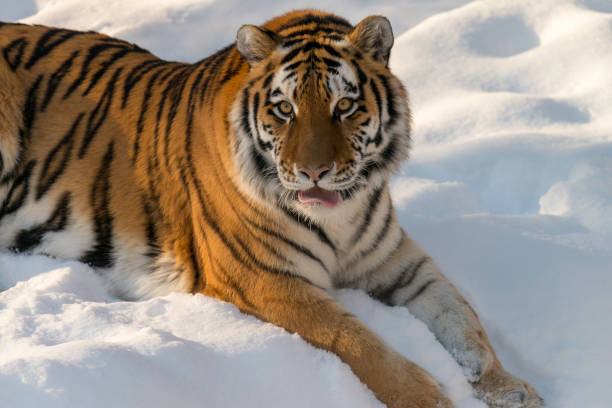 istock Tiger in snow tongue out 1219803263