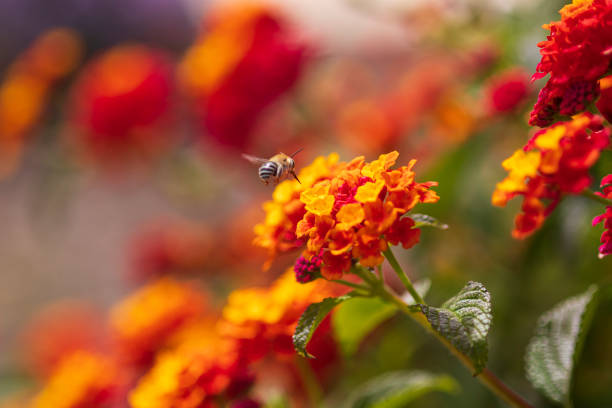 istock Bee. (Anthophora), Approaching a Flower on a Lantana Bush 1219804856