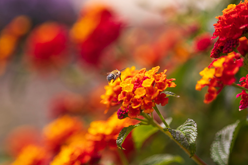 A bee, anthophora, in flight, approaching a flower on a Lantana bush.