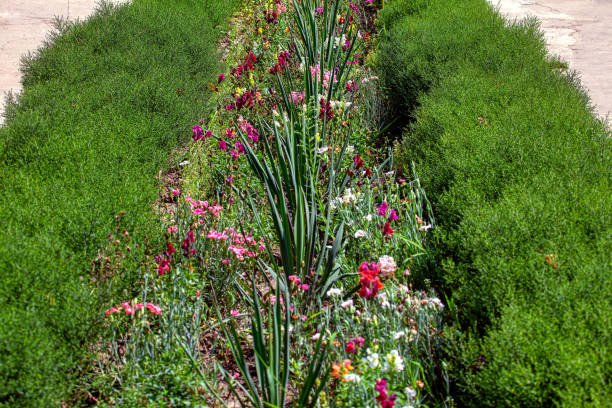 istock flower plant bush 1219806656