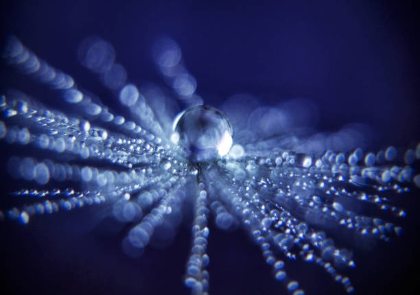 タンポポと水滴 - dandelion nature water drop ストックフォトと画像