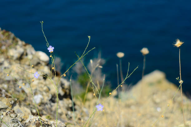 istock Small flowers against blurry sea water 1219808441