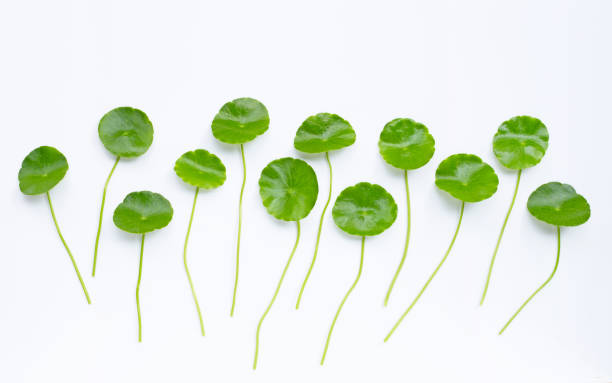 istock Centella asiatica leaves on white 1219808584