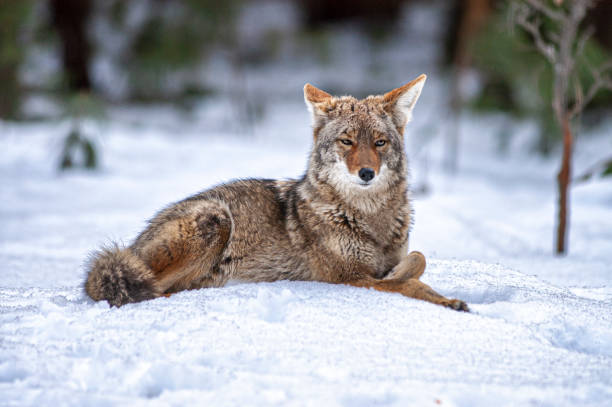 istock Wild Coyote Lying in Snow 1219811035