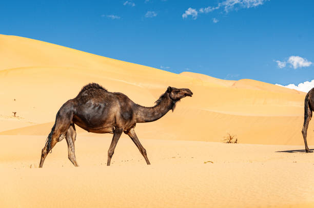 istock The Omani Rub al-Chali Desert during summer 1219811153