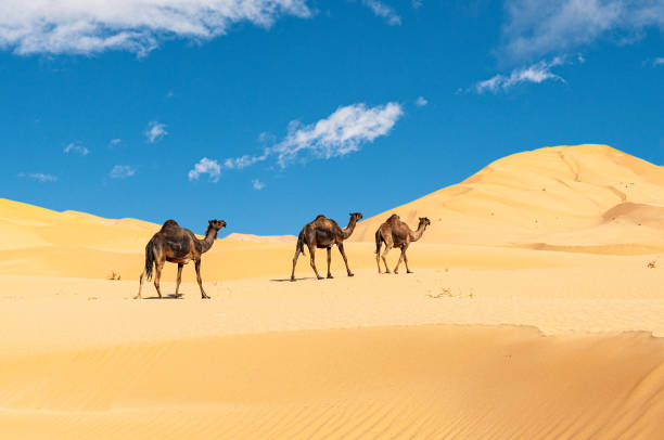 istock The Omani Rub al-Chali Desert during summer 1219811661