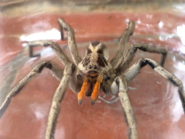 istock Trapped spider seen through glass 1219812800