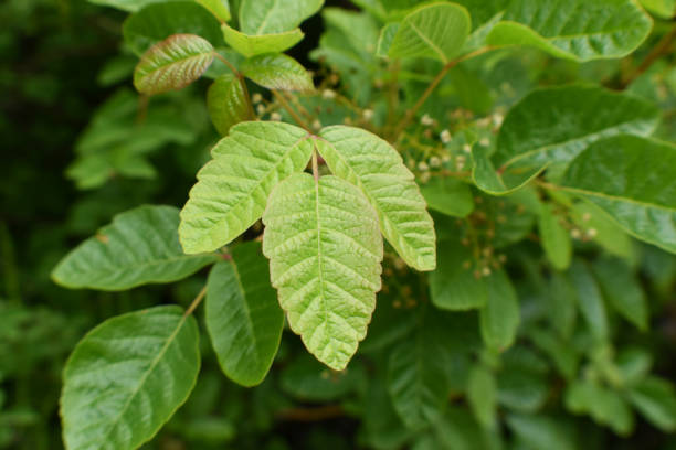 poison oak pflanzenblätter aus nächster nähe für pflanzenidentifikation hohe qualität - toxicodermatitis stock-fotos und bilder