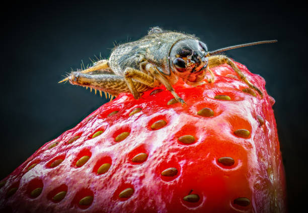 strawberry cricket - ramble stock-fotos und bilder