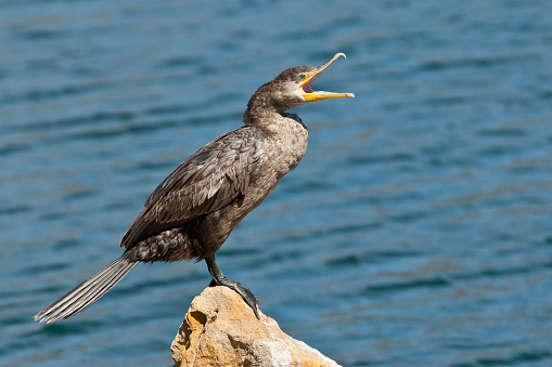 Unlike its similar seagoing cousins, the Neotropic Cormorant (Phalacrocorax brasilianus) can thrive in an arid climate as long as there are ponds or wetlands with small fish and amphibians for the cormorants to eat. Unlike most birds, cormorant feathers get wet when they dive for fish so they need to dry them out before they can fly efficiently. After fishing, cormorants perch on a branch or log with their wings outstretched in the sunshine. This yawning female cormorant was photographed at Walnut Canyon Lakes in Flagstaff, Arizona, USA.