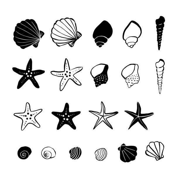 ilustrações, clipart, desenhos animados e ícones de ilustração de desenho de caneta mariscos e estrela-do-mar - estrela do mar