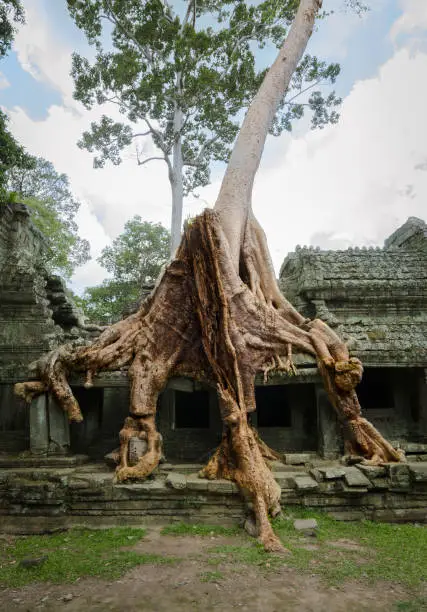 Silk-cotton tree roots growing over the collapsing Preah Khan ancient Hindu temple, set of the Tomb Raider movie, in Angkor Wat Unesco park, Siem Reap, Cambodia