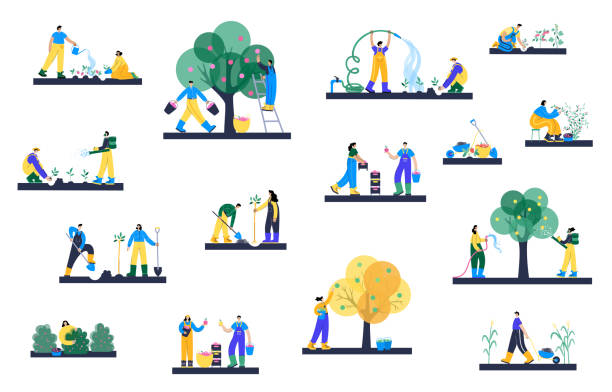 Web Set of happy people planting seedlings, watering tree, picking apples and berries in basket and spray fertilizer during harvest. Flat vector illustration on white background. Garden poster concept crop plant illustrations stock illustrations