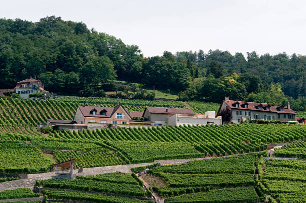 istock Vineyards in Switzerland 121981565