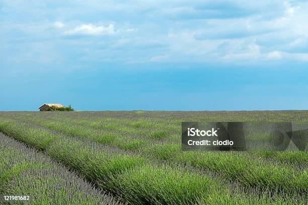 Campo De Lavanda En Valensole Provence Foto de stock y más banco de imágenes de Agricultura - Agricultura, Aire libre, Ajardinado