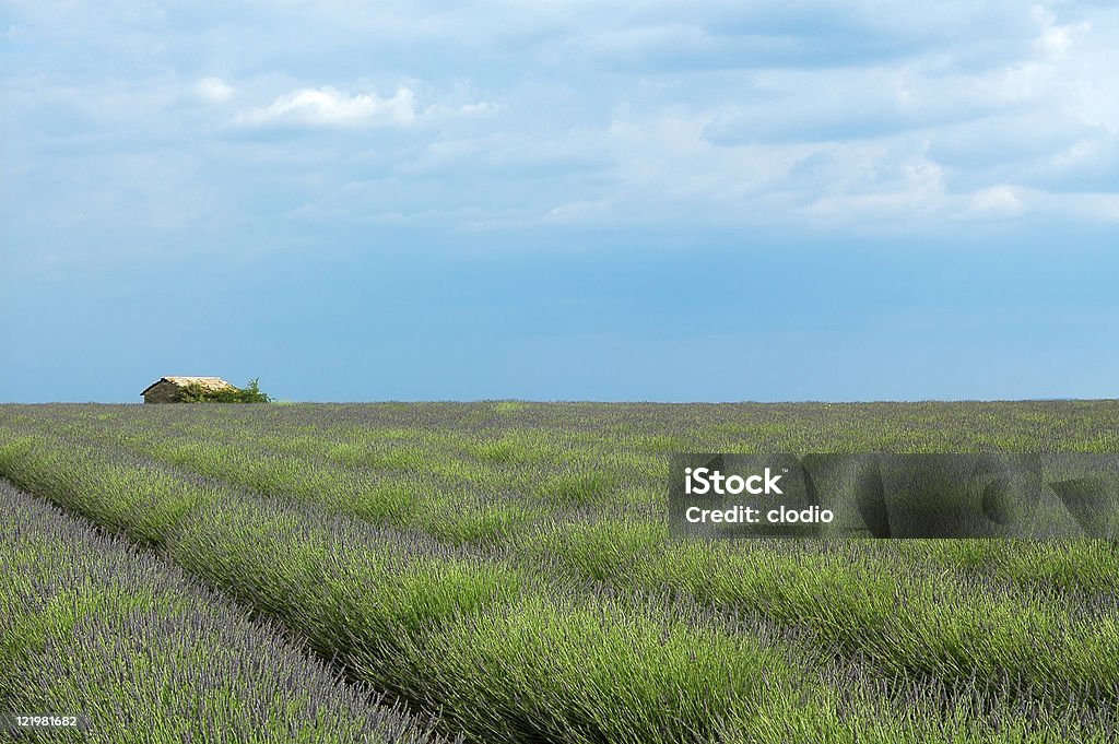 Поле лаванды в Провансе Valensole - Стоковые фото Без людей роялти-фри