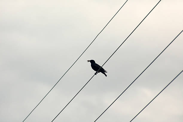 istock Little bird has captured an insect 121981699