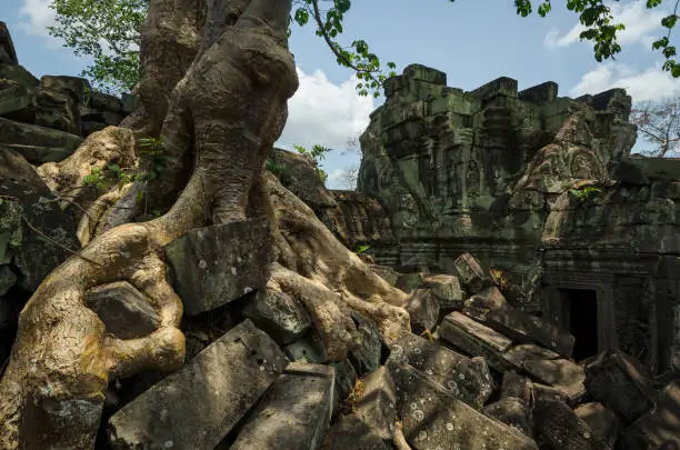 Silk-cotton tree roots growing over the collapsing Preah Khan ancient Hindu temple, set of the Tomb Raider movie, in Angkor Wat Unesco park, Siem Reap, Cambodia