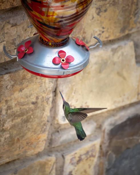 istock Hummingbird  in its colorful feeder. 1219817280