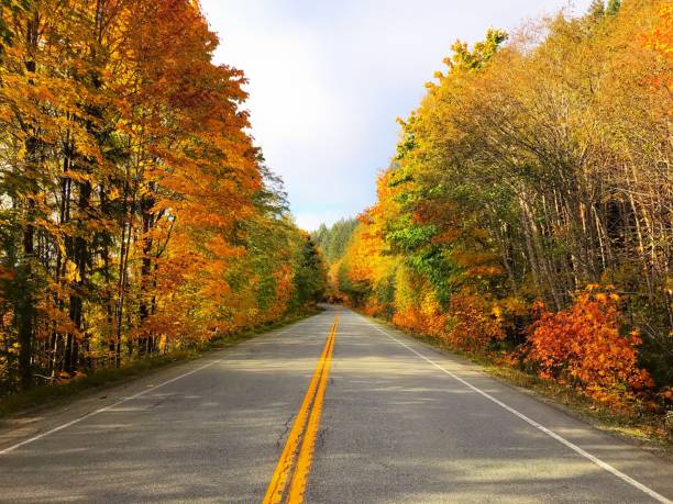 istock Beautiful trees with autumn leaves 1219818024