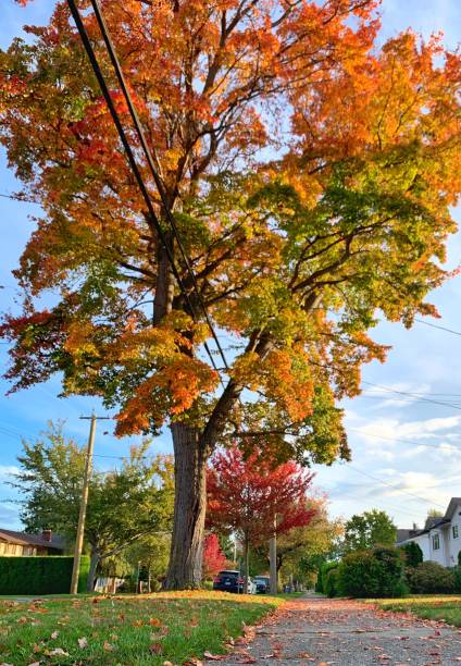 istock Beautiful trees with autumn leaves 1219818030