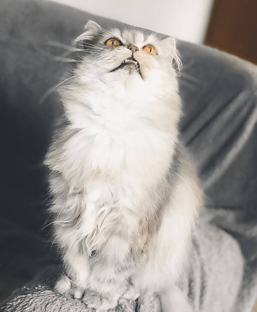 gray Persian cat portrait - fotografia de stock