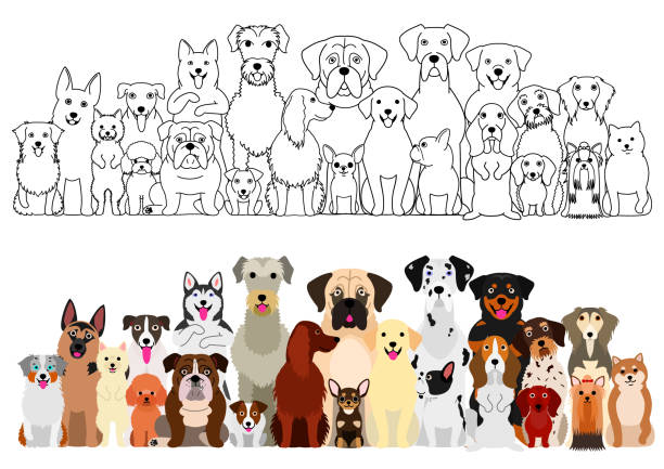 hunde große gruppe, linie kunst und farbe set - color image retriever illustration technique horizontal stock-grafiken, -clipart, -cartoons und -symbole