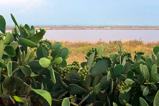 Margherita di Savoia (Puglia, Italy): Salt evaporation pond and cactus