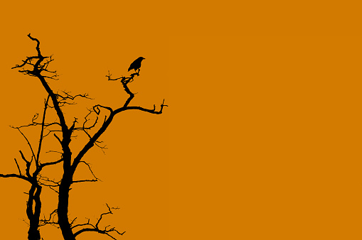 A bird perching on a  dead or bare tree with an orange background.